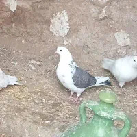 کبوتر