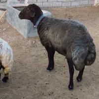 قوچ همو افشار