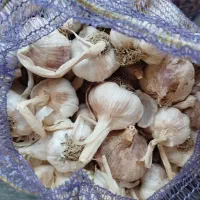 سیر|خوردنی و آشامیدنی|اهر, |دیوار