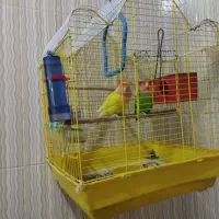 معاوضه طوطی برزیلی  با کبوتر خوب|پرنده|آبدانان, |دیوار