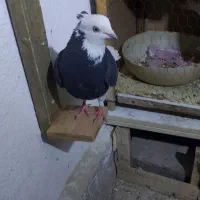 کبوتر رنگی|پرنده|تهران, هاشمی|دیوار