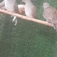 ۹ عدد پرنده