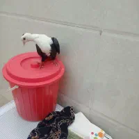 سه تا رنگی|حیوانات|آبادان, |دیوار