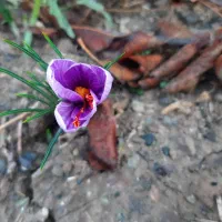 شماره تلفن رند جهت تاکسی تلفنی پیک موتوری و...