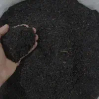 چای خوش رنگ و درجه ۱