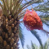 قصب|خوردنی و آشامیدنی|جره و بالاده, |دیوار