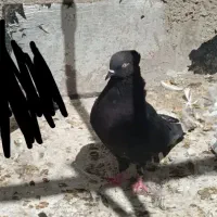 ماده زاغ کاکلی پرش سنگین|پرنده|تهران, امام زاده حسن|دیوار