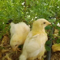 دو عدد جوجه دوهفته