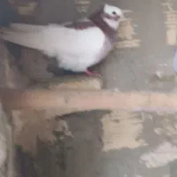 کله سرخ و طوقی