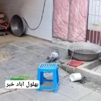 کبوتر نر است