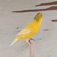 قناری ماده کاکلی|پرنده|چابهار, |دیوار