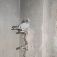 سبز کلاغ کلاهی