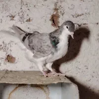 جوجه ساده قهوه‌ای .