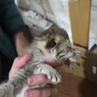 دوتا بچه گربه