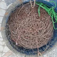 تند کلو زیر آبی|ماهیگیری|کنارک, |دیوار