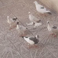 کبوتر