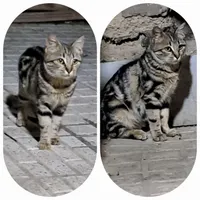 گربه زیبا .رایگان