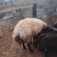 شیشک هترو درشت وزن ۱۱۵کیلو