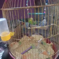 دو عدد مرغ عشق فروش فوری