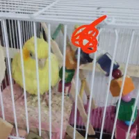 جفت عروس هلندی|پرنده|رودسر, |دیوار