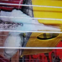 مرغ عشق اهلی