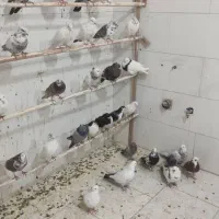 فروش کبوترکاشونی دمگیر طوقی شازده به قیمت خوب