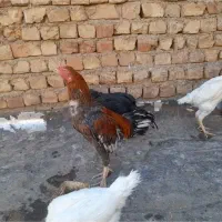 خروس ومرغ لاری|حیوانات مزرعه|ساوه, |دیوار