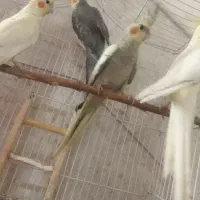 عروس هلندی|پرنده|کاشان, فین بزرگ|دیوار