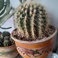 کاکتوس کمیاب|گل و گیاه طبیعی|بروجرد, |دیوار