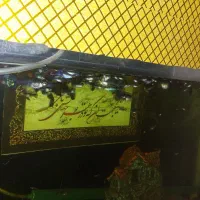 ماهی گوپی نژاد دار|ماهی|همدان, |دیوار