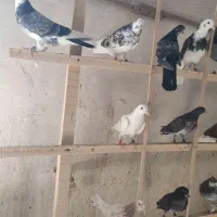 جوجه کفتر پرشی|پرنده|قم, شهر قائم|دیوار