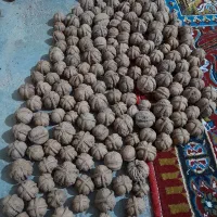 گردو