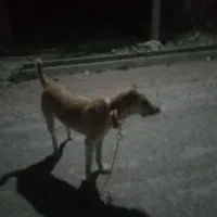 توله ۸ ماهه نر معاوزه با سگ نگهبان