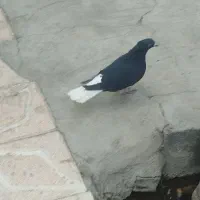 کبوتر دم سفید