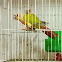 جفت ها بالغ تست دار دلوته آمریکن دایلوت پشت ردچیک