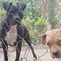 ۱ جفت پیتبول رد نویز (نر و ماده ) واکسن خورده