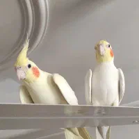 عروس هلندی فروشی|پرنده|قم, شهید صیاد شیرازی|دیوار