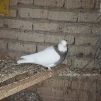 کبوتر طوق فروشی