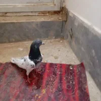 کفتر رنگی|پرنده|قم, گلزار|دیوار