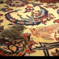 قالیشویی نمونه اسدی مشکین دشت محمد شهر بعثت رزکان