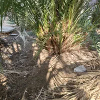 پاجوش درخت ربی خوب|گل و گیاه طبیعی|بم, |دیوار