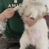 یه سگ. با این. مشخصات گم شده. دم قهوه ای رنگ سفید