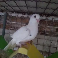 کفتر  سار نر پرشی و کله سیاه نر پرشی