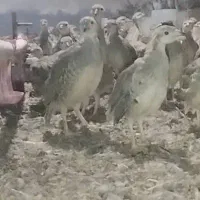 بلدرچین زینتی