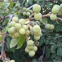 نهالستان گردو و بادام دیرگل و پربار پالیز|خدمات باغبانی و درختکاری|گوگان, |دیوار