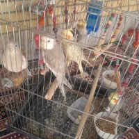 عروس هلندی با قفس