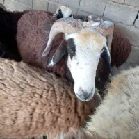 شادگان|حیوانات مزرعه|شادگان, |دیوار