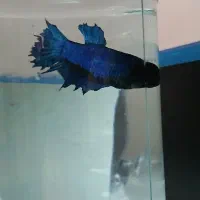 ماهی فایتر جفت|ماهی|کرمانشاه, |دیوار