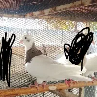 کفتر طوقی سرکه ای ماده بی کاکل