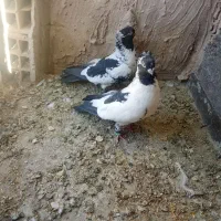 چند جفت کفتر هرکس خواست تا قیمت بدم|پرنده|مه ولات, |دیوار